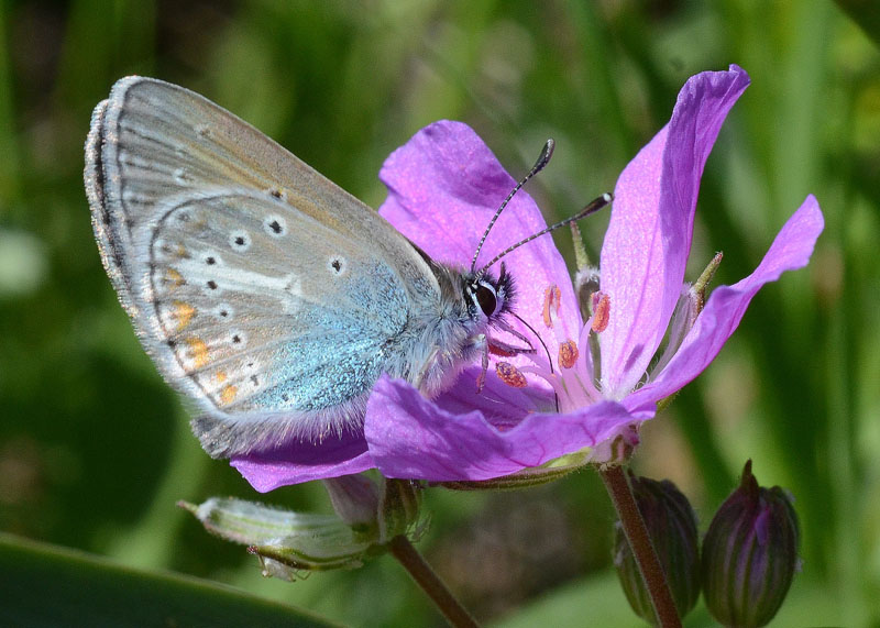Altro licenide da identificare
